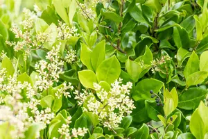 Ligustrum japonicum 'Texanum'