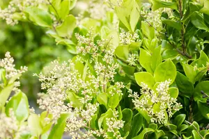 Ligustrum japonicum 'Texanum' - P9 - image 2