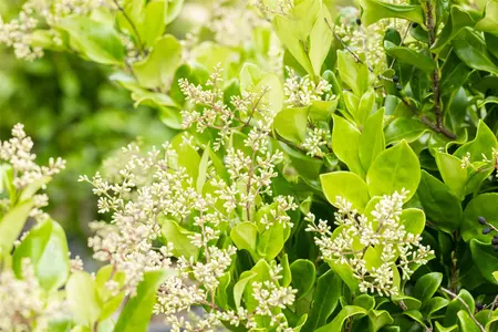 Ligustrum japonicum 'Texanum' - 60-80 CM C7.5 - image 2