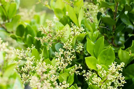 Ligustrum japonicum 'Texanum' - 100-125 CM C20 - image 3