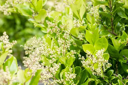 Ligustrum japonicum 'Texanum' - 125-150 CM C20 - image 2