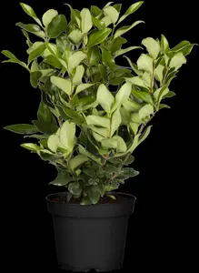 Ligustrum lucidum
