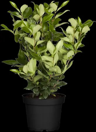 Ligustrum lucidum 'Green Screen' - 100-125 CM RB