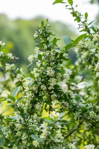 Ligustrum obtusifolium regelianum - 20-30 CM C2 - image 3