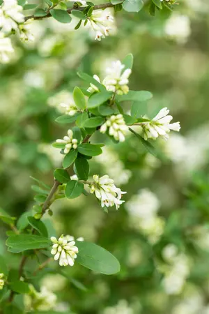 Ligustrum obtusifolium regelianum - LINERS 28 CEL TRAY P8 SIZE - image 2