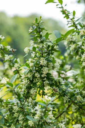 Ligustrum obtusifolium regelianum - LINERS 28 CEL TRAY P8 SIZE - image 3