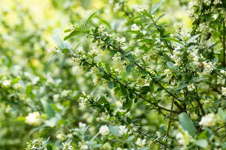 Ligustrum obtusifolium regelianum - LINERS 28 CEL TRAY P8 SIZE - image 4