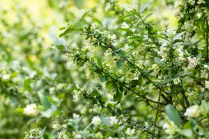 Ligustrum obtusifolium regelianum - LINERS 28 CEL TRAY P8 SIZE - image 4