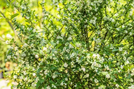 Ligustrum obtusifolium regelianum - LINERS 28 CEL TRAY P8 SIZE - image 5