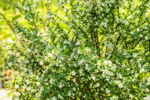 Ligustrum obtusifolium regelianum - LINERS 28 CEL TRAY P8 SIZE - image 5