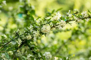 Ligustrum obtusifolium regelianum