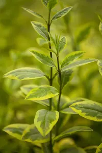 LIGUSTRUM OVAL AUREUM 2L - image 5