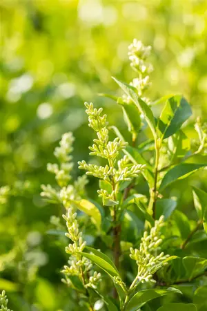 Ligustrum ovalifolium - C1 - image 5