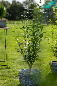 Ligustrum ovalifolium - 100-125 CM C4.5 - image 2