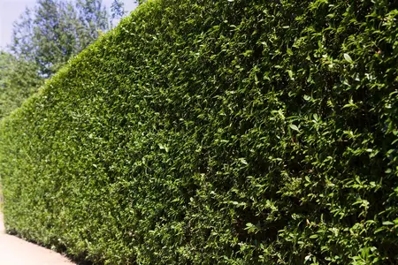 Ligustrum ovalifolium - C1 - image 1