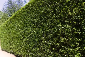 Ligustrum ovalifolium