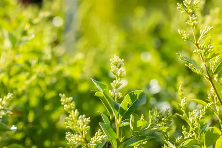 Ligustrum ovalifolium - C1 - image 3