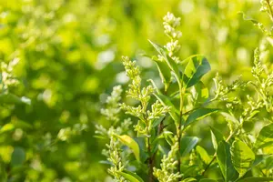 Ligustrum ovalifolium - C1 - image 4