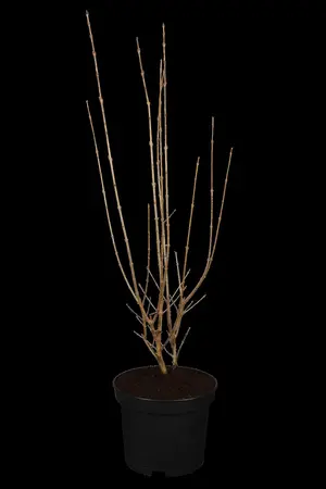 Ligustrum ovalifolium 'Aureum' - 60-80 CM RB - image 2