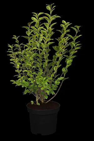 Ligustrum ovalifolium 'Aureum' - 10 Ltr pot - image 1