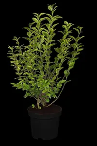 Ligustrum ovalifolium 'Aureum' - 10 Ltr pot - image 1