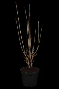 Ligustrum ovalifolium 'Aureum' - 10 Ltr pot - image 2