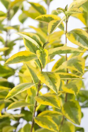 Ligustrum ovalifolium 'Aureum' - 100-125 CM C12 - image 2