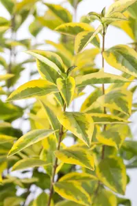 Ligustrum ovalifolium 'Aureum' - 100-125 CM C12 - image 2
