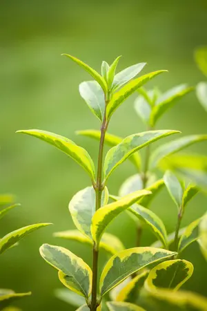 Ligustrum ovalifolium 'Aureum' - 70 CM BALL C50 - image 5