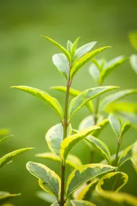 Ligustrum ovalifolium 'Aureum' - 70 CM BALL C50 - image 5