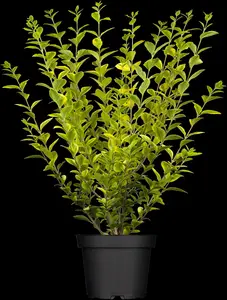 Ligustrum ovalifolium 'Aureum' - 10 Ltr pot - image 3
