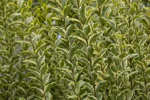 Ligustrum ovalifolium 'Aureum' - 40-50 CM C10 - image 3