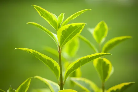 Ligustrum ovalifolium 'Aureum' - P12 - image 4