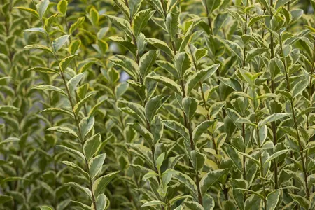 Ligustrum ovalifolium 'Aureum' - 80 CM BOL C90 - image 3