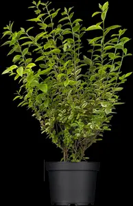 Ligustrum ovalifolium 'Aureum' - 40-50 CM RB - image 4