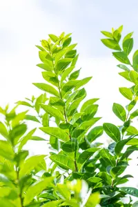 Ligustrum ovalifolium 'Green Diamond' - SOLITAIR 225-250 CM RB - image 1