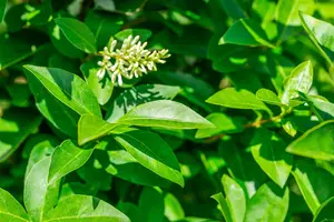 Ligustrum ovalifolium 'Green Diamond' - 40-50 CM C3.5 - image 2