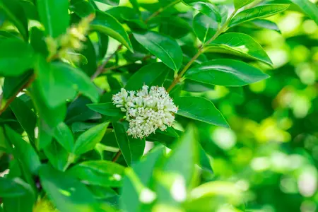 Ligustrum ovalifolium 'Green Diamond' - 40-50 CM C3.5 - image 4
