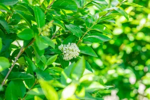 Ligustrum ovalifolium 'Green Diamond' - 40-50 CM C3.5 - image 5