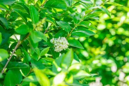 Ligustrum ovalifolium 'Green Diamond' - 80-100 CM C10 - image 5