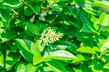 Ligustrum ovalifolium 'Green Diamond' - 100-125 CM RB - image 3