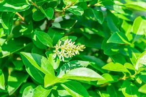 Ligustrum ovalifolium 'Green Diamond' - SOLITAIR 225-250 CM RB - image 3