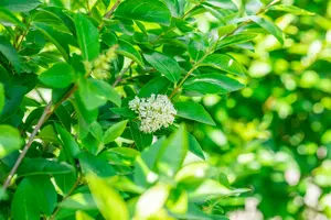 Ligustrum ovalifolium 'Green Diamond' - 100-125 CM C15 - image 5