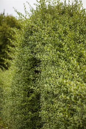 Ligustrum vulgare - 150-175 CM RB - image 2
