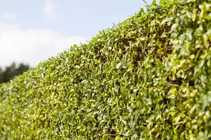 Ligustrum vulgare - 80-100 CM C2 - image 3