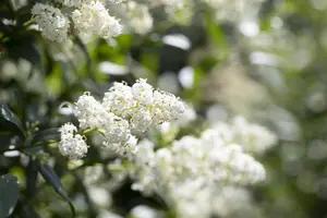 Ligustrum vulgare - 80-100 CM C2 - image 5