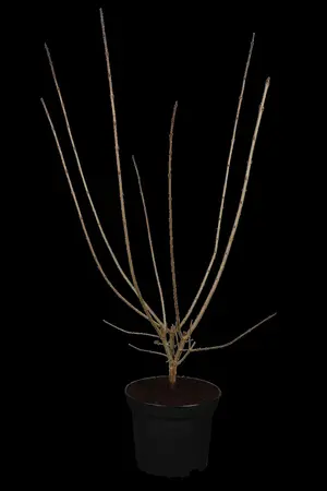 Ligustrum vulgare 'Atrovirens' - 80-100 CM BUSH BARE ROOT - image 2