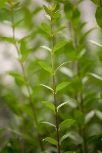 Ligustrum vulgare 'Atrovirens' - 80-100 CM C2 - image 1