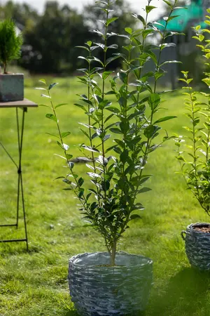 Ligustrum vulgare 'Atrovirens' - 80-100 CM C2 - image 2