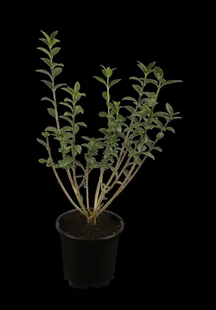 Ligustrum vulgare 'Atrovirens' - 10 Ltr pot - image 1